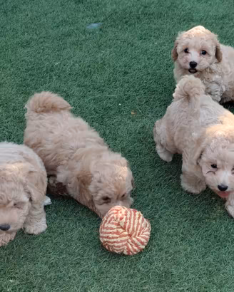 Maltipoo Toy cuccioli