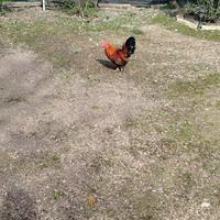 1 gallo in cambio di 3 galline