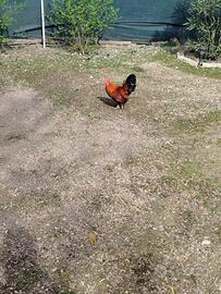 1 gallo in cambio di 3 galline