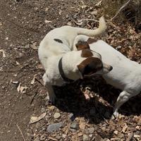 Disponibile jack russel per monta