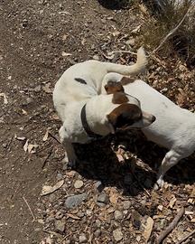 Disponibile jack russel per monta
