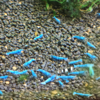 Caridine Deep Blue Bolt