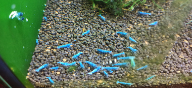 Caridine Deep Blue Bolt