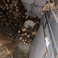 Cucciolo di Pastore Svizzeto Bianco
