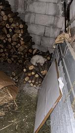 Cucciolo di Pastore Svizzeto Bianco