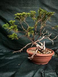 Pre Bonsai Sabina