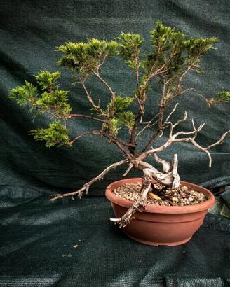 Pre Bonsai Sabina