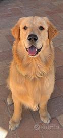 Golden retriever americano