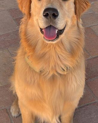 Golden retriever americano