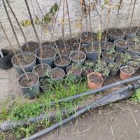 Piante grasse e alberi da innesto