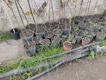 Piante grasse e alberi da innesto