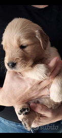 Cuccioli Golden retriever angloamericani