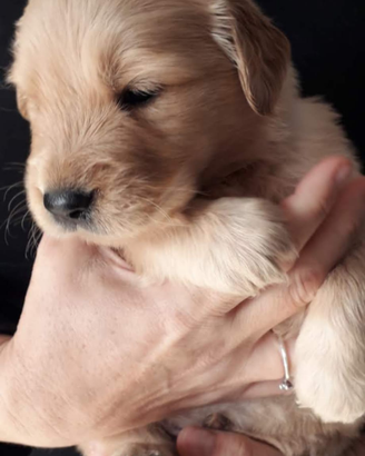 Cuccioli Golden retriever angloamericani