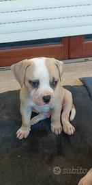 Bulldog  American