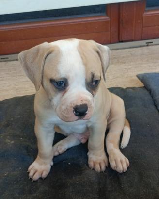Bulldog  American
