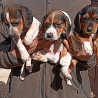 Cuccioli di Beagle