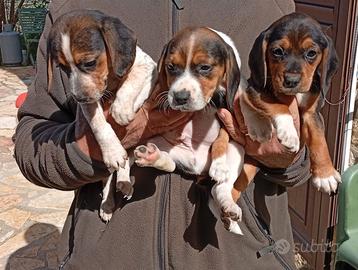 Cuccioli di Beagle