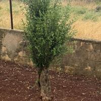 Albero ulivo 30 anni circa