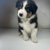 Cuccioli pastore australiano