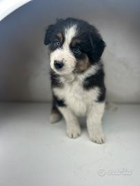 Cuccioli pastore australiano