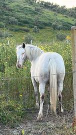 Cavalla appaloosa 9 anni gravida