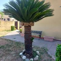Cycas