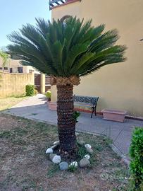 Cycas