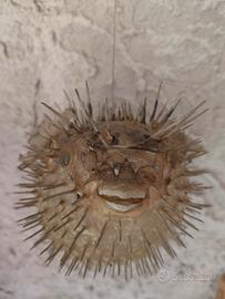 Pesce Palla 