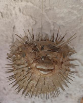 Pesce Palla 