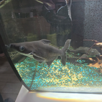 Pangasius pesce squalo