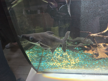 Pangasius pesce squalo