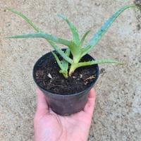 ALOE ARBORESCENS 