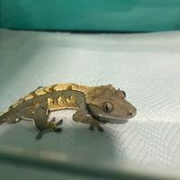 Geco ciliatus completo di terrario