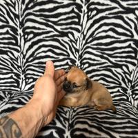 Chihuahua femmina crema con muso nero mini Toy