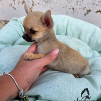 Cucciolo di Chihuahua con pedigree Enci