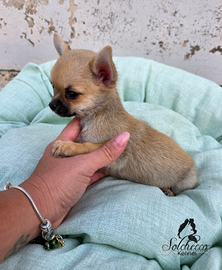 Cucciolo di Chihuahua con pedigree Enci