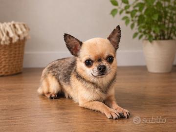 Chihuahua maschio
