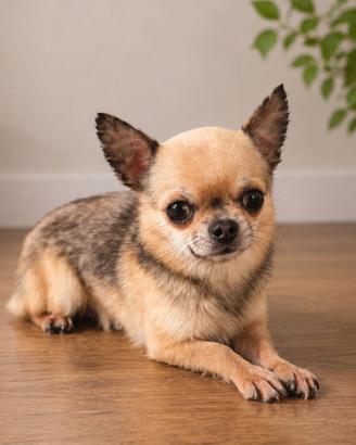 Chihuahua maschio