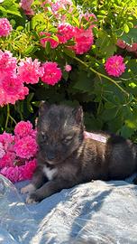 Siberian husky con pedigree