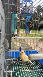 Coppia cardellino e canarina