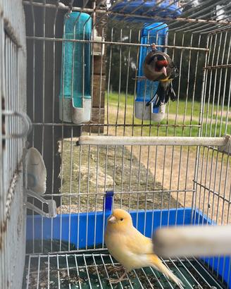 Coppia cardellino e canarina