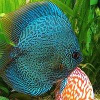 Discus