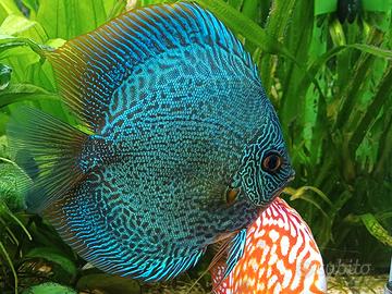 Discus