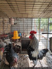 Coppia di gallina olandesina nana