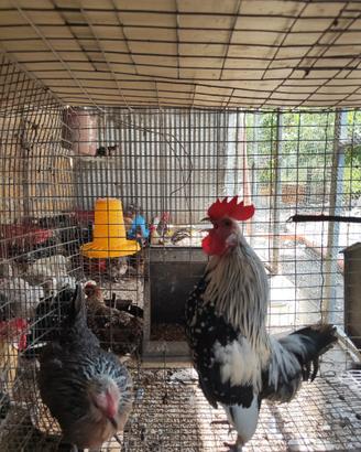 Coppia di gallina olandesina nana