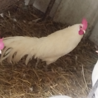 Galletti ornamentali Phoenix