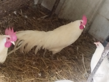 Galletti ornamentali Phoenix