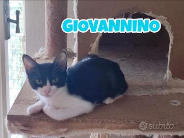Giovannino gattino bianconero di 3 mesi