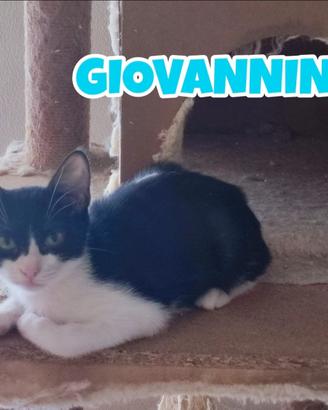 Giovannino gattino bianconero di 3 mesi
