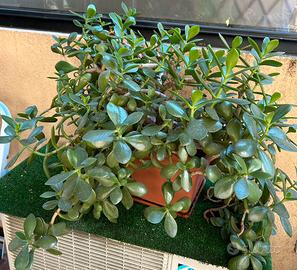 Pianta grassa/Crassula